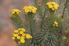 Phymaspermum athanasioides