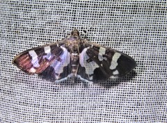 Desmia bajulalis