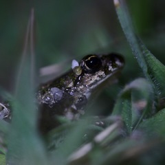 Pelodytes atlanticus