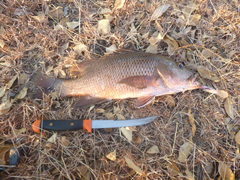 Lutjanus argentimaculatus