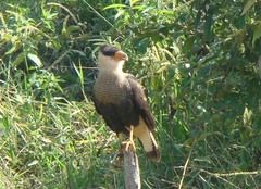 Caracara plancus