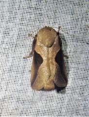 Prolimacodes triangulifera