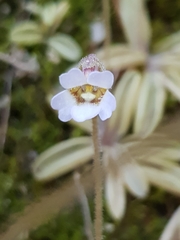 Pinguicula lusitanica