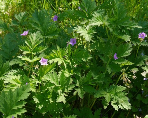 Erodium ruthenicum (Erodium ruthenicum)