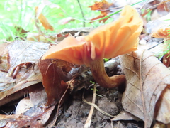 Lactarius subplinthogalus