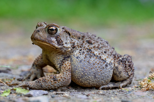 American toad