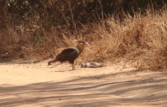 Caracara plancus