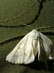 Dyscia conspersaria