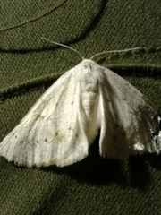 Dyscia conspersaria