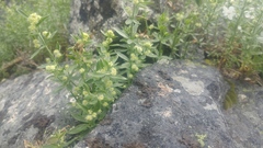 Galium serpenticum