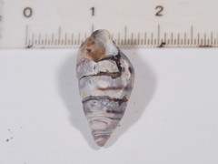 Elimia variata