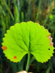 Centella eriantha