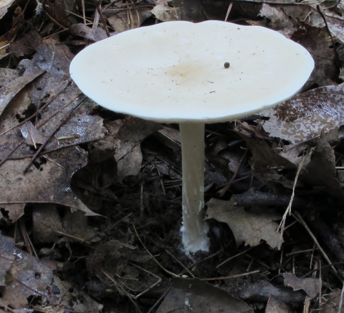 Collybia alboflavida image