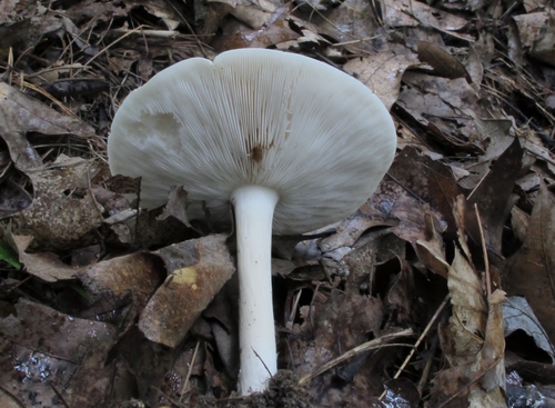 Collybia alboflavida image