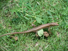 Trachylepis thomensis