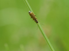 Rhagonycha testacea