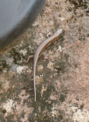 Trachylepis thomensis