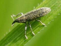 Lixus filiformis