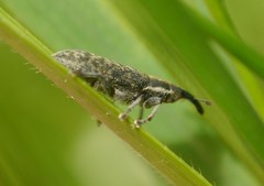 Lixus filiformis