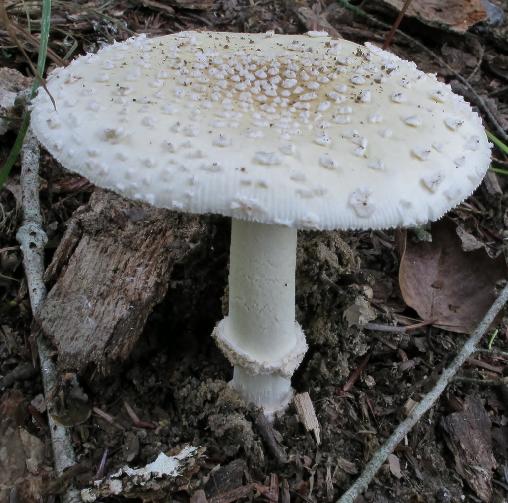 Amanita ser. Pantherinae