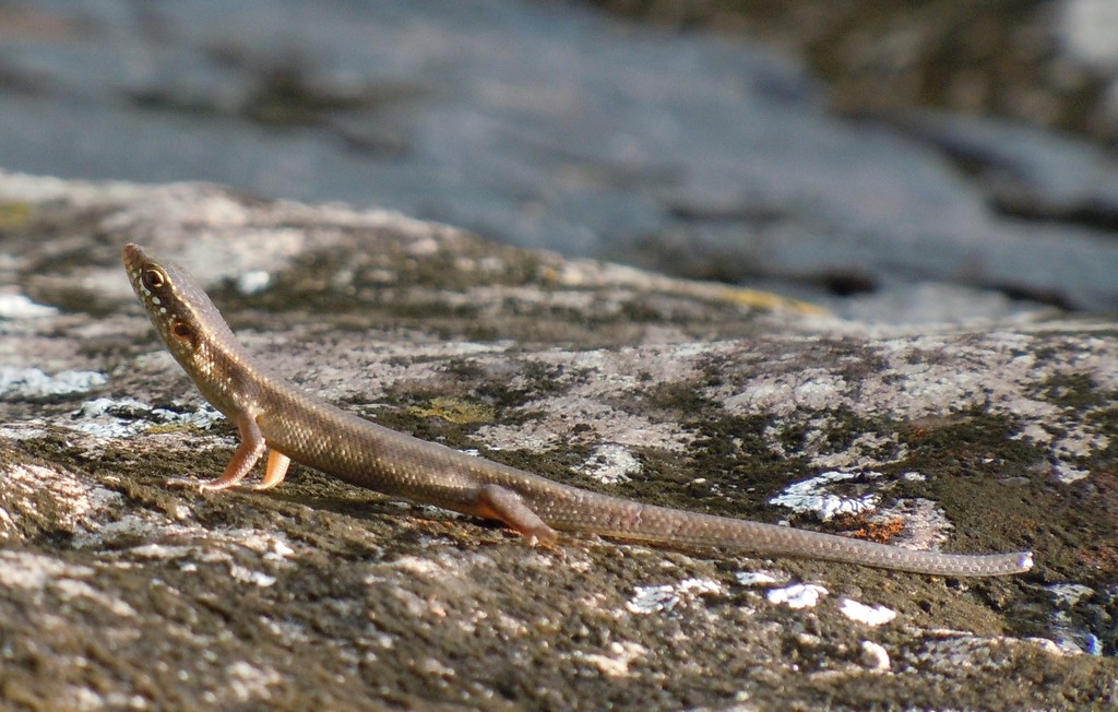 São Tomé Skink