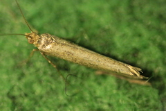 Nematopogoninae