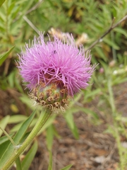 Cheirolophus sempervirens