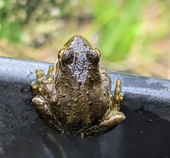Pseudacris regilla