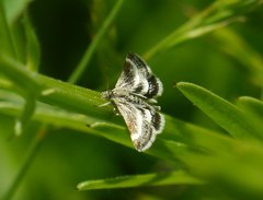 Atralata albofascialis