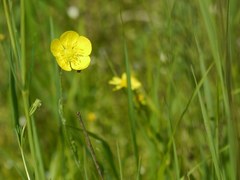 Ranunculus illyricus