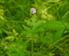 Geranium divaricatum