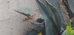Passer domesticus