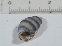 Elimia variata