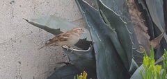 Passer domesticus
