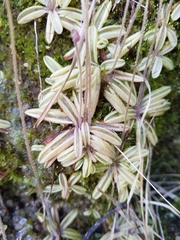 Pinguicula lusitanica