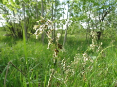 Anthoxanthum nitens