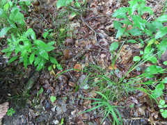 Lactarius subplinthogalus