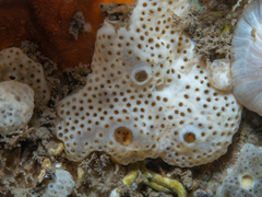 Lissoclinum perforatum