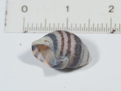 Elimia variata