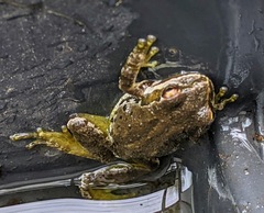 Pseudacris regilla