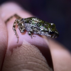 Pelodytes atlanticus