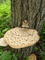 Cerioporus squamosus