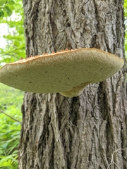 Cerioporus squamosus