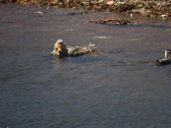 Tachyeres leucocephalus