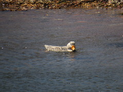 Tachyeres leucocephalus