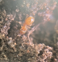 Lasius flavus