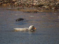 Tachyeres leucocephalus