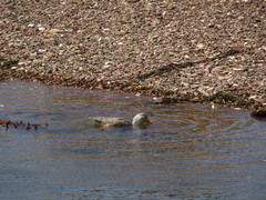 Tachyeres leucocephalus