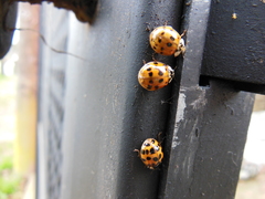 Harmonia axyridis