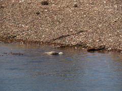 Tachyeres leucocephalus